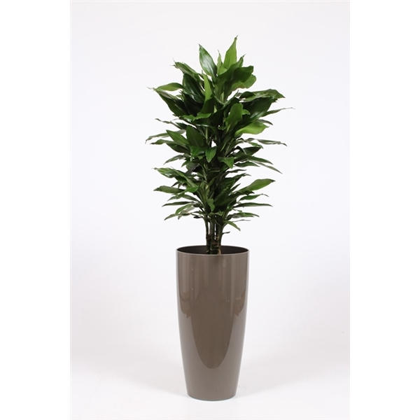 <h4>Dracaena Janet Lind in Santorini pot "taupe"</h4>