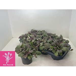 AJUGA R BURGUNDY GLO