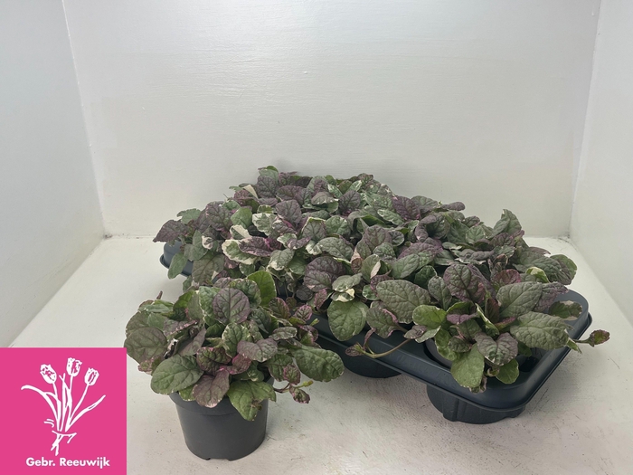 <h4>AJUGA R BURGUNDY GLO</h4>