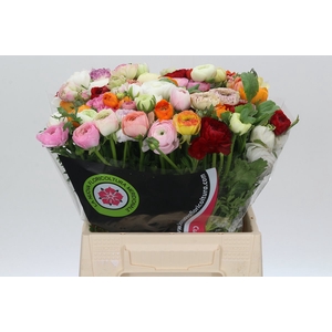 Ranunculus Elegance Rainbow