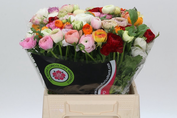 <h4>Ranunculus Elegance Rainbow</h4>