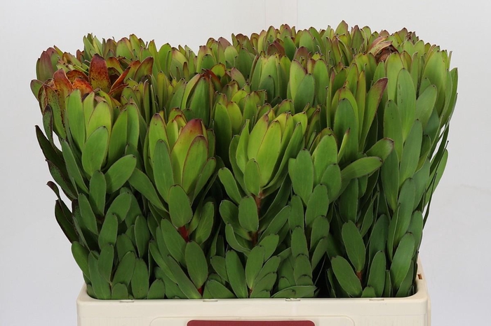 <h4>Leucadendron Goldstrike</h4>