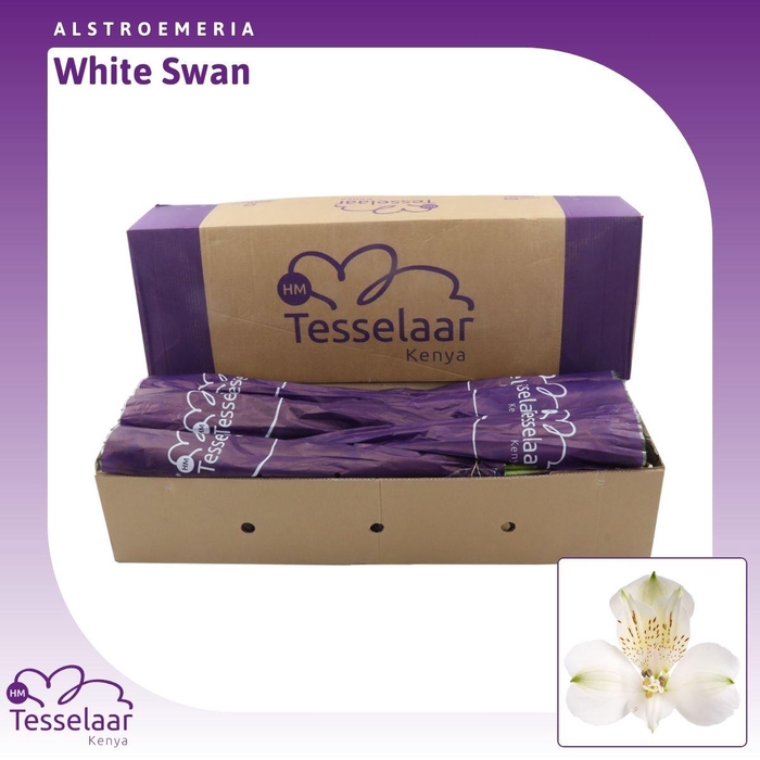 <h4>Alstroemeria White Swan | Heavy Quality</h4>