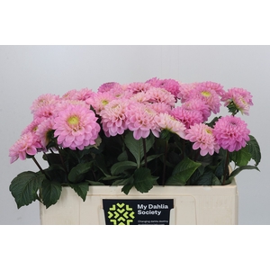 Dahlia Wizard of Oz