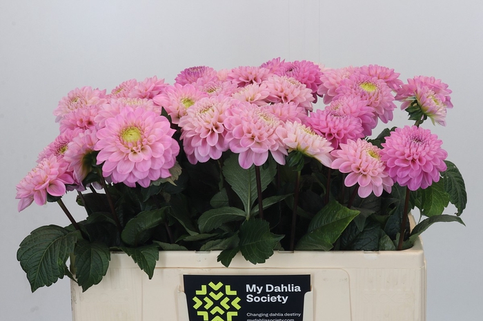 <h4>Dahlia Wizard of Oz</h4>