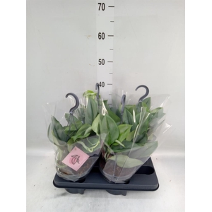 Scindapsus treubii 'Moonlight'