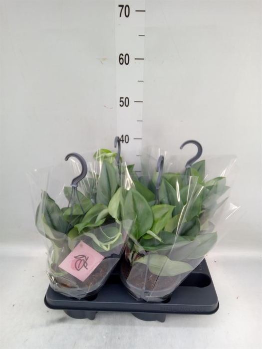 <h4>Scindapsus treubii 'Moonlight'</h4>