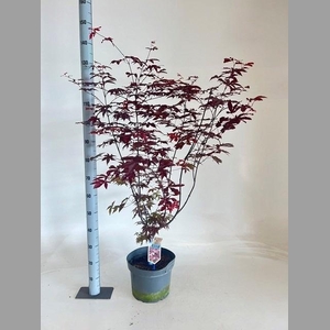 ACER PA RED EMPEROR