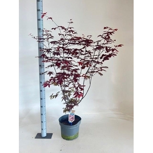 ACER PA RED EMPEROR
