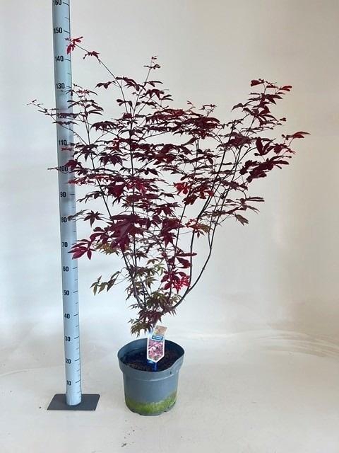 <h4>ACER PA RED EMPEROR</h4>