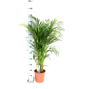 Areca P21 L110-120