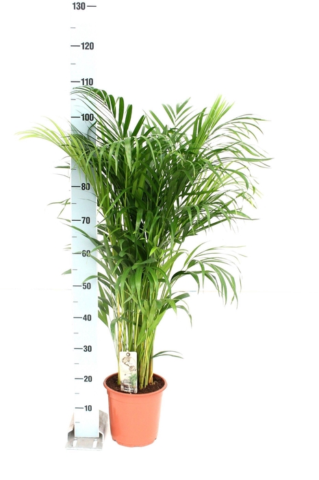 <h4>Areca P21 L110-120</h4>