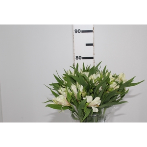 ALSTROEMERIA PRESTIGE 080 CM BRANCO