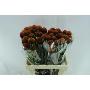 Echi Purpurea