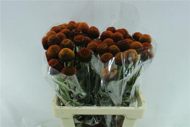 Echi Purpurea