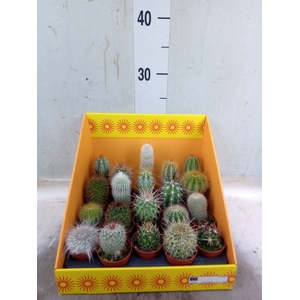 Cactus   ...mix 18