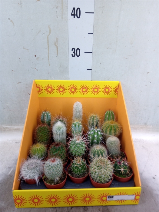 <h4>Cactus   ...mix 18</h4>