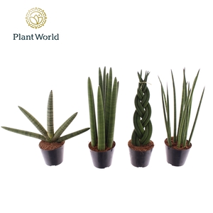 Sansevieria mix P8.5
