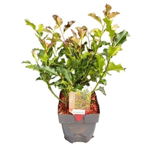 Ilex aquifolium