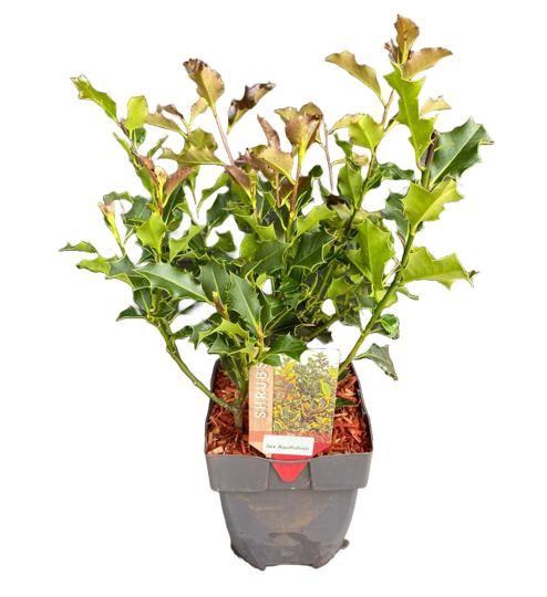 <h4>Ilex aquifolium</h4>