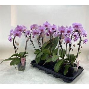 Phal Ov Roze Boog 2 Branches 16+
