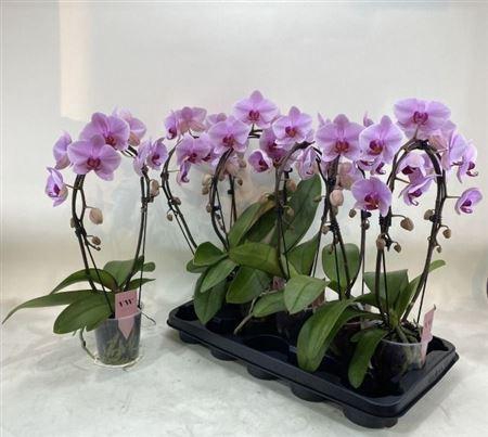 <h4>Phal Ov Roze Boog 2 Branches 16+</h4>