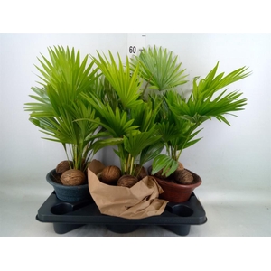 Livistona rotundifolia