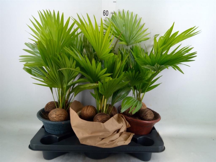 <h4>Livistona rotundifolia</h4>