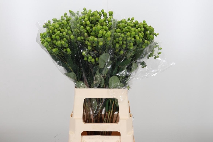 <h4>Hyp Globo Applegreen</h4>