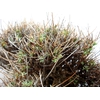 EUPHORBIA SPINOSA MEDIUM 800GR