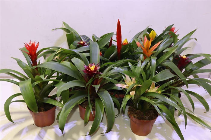 <h4>arr8 Bromelia Gem</h4>