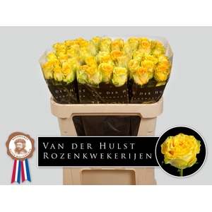 R Gr Lemon Finess Hulst