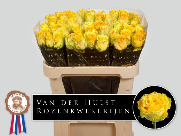 <h4>R Gr Lemon Finess Hulst</h4>