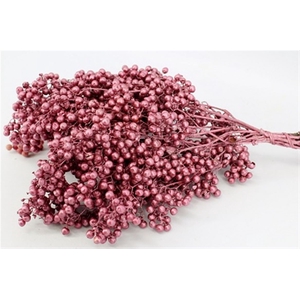 Schinus M Pt Perfect Pink Bunch