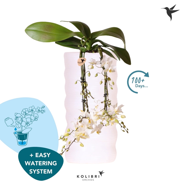 <h4>Kolibri Orchids Phalaenopsis Victoria Fall in Como fall pot easy watering system</h4>