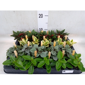 Peperomia   ...mix