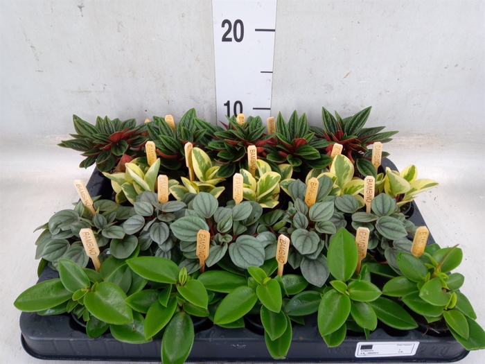 <h4>Peperomia   ...mix</h4>