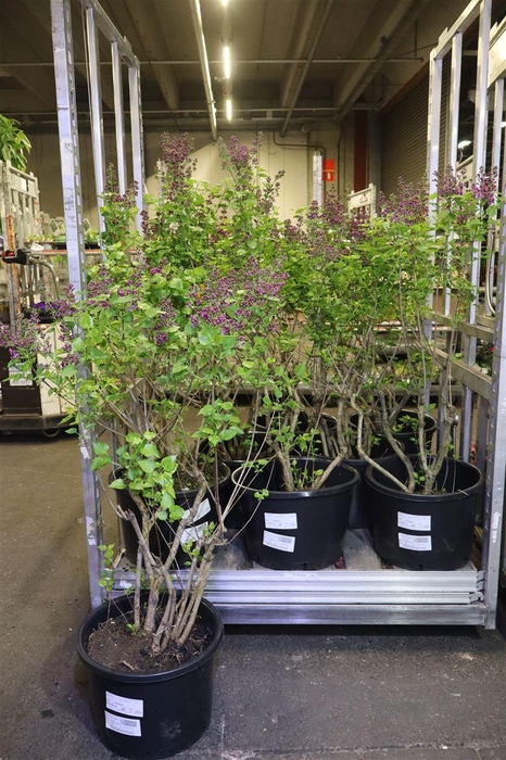 <h4>Syri Ov Lila</h4>