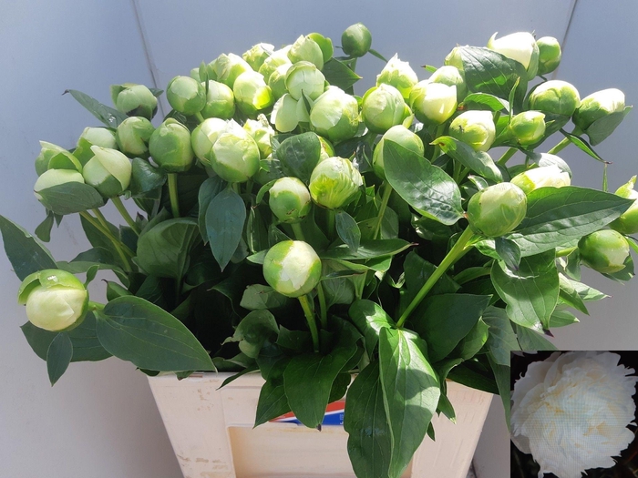 <h4>Paeo L Bridal Shower</h4>