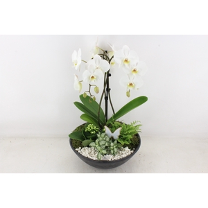 arr2 PL - Ebbi black phal. paraplu wit