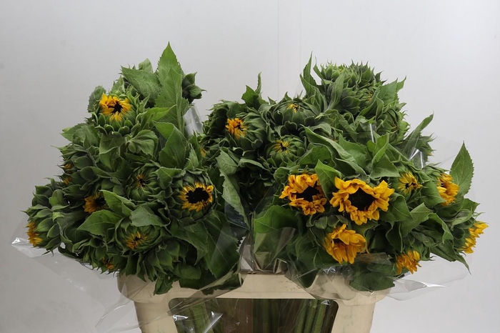 Helianthus Orange Fire