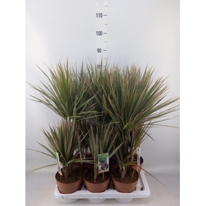 Dracaena marg. 'Bicolor'