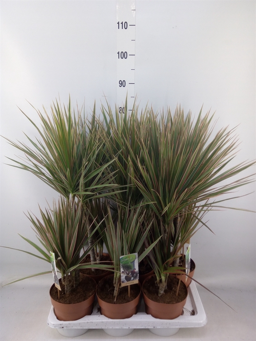 <h4>Dracaena marg. 'Bicolor'</h4>