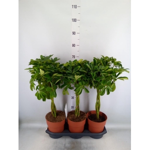 Schefflera arbor. 'Compacta'