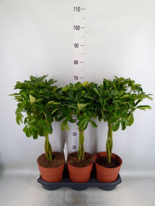 <h4>Schefflera arbor. 'Compacta'</h4>