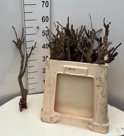 <h4>SERINGENSTRONK</h4>