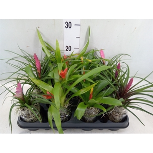 Arr.  Bromelia L%