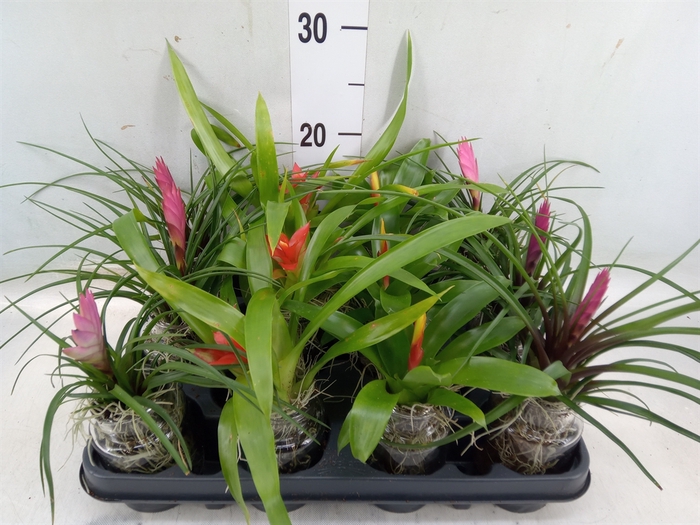 <h4>Arr.  Bromelia L%</h4>