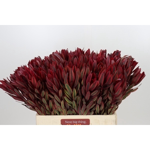 Leucadendron Jester