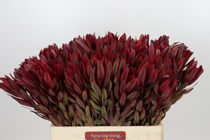 <h4>Leucadendron Jester</h4>